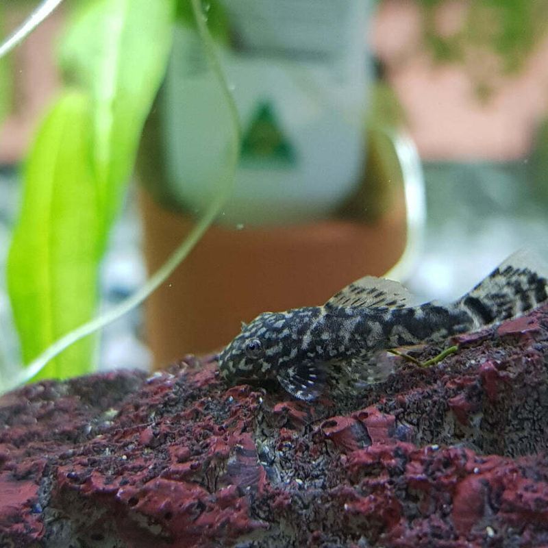 Green Spotted Bristlenose Pleco - Sydney Aquascapes
